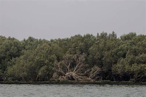 Greenbelt zones eyed to protect coastlines - DILG. - raincitystudios.com