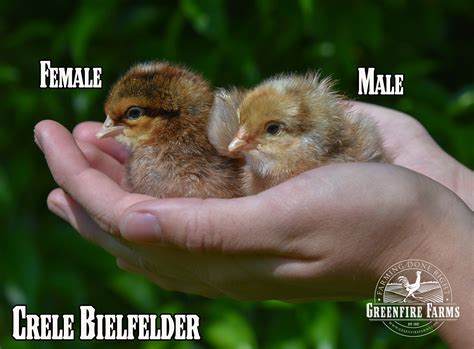 Greenfire Farms - balustradellc