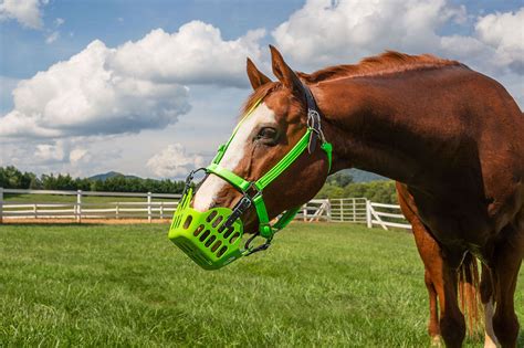 GREENGUARD Grazing Muzzle, size 5 Horse, Lime