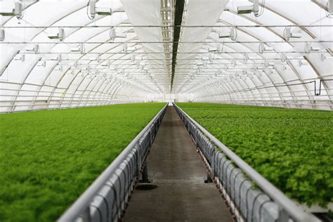 Greenhouse Farming - GreenZone - balustradellc