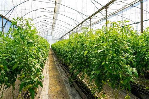 Greenhouse Farming in Kenya: How to Start, Crops, Construction … - balustradellc