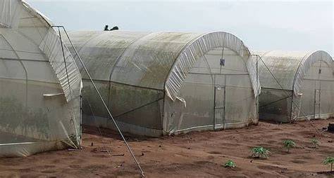 Greenhouse Farming in Nigeria - Veggie Concept - raincitystudios.com
