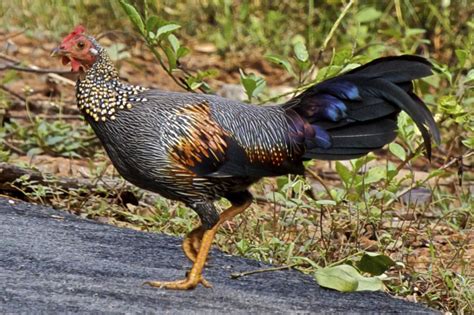 Grey Jungle Fowl | BackYard Chickens - Learn How to Raise Chickens - balustradellc