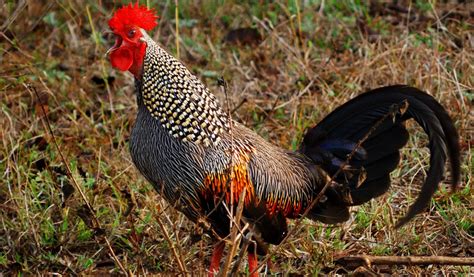 Grey Junglefowl Housing and Care - BackYard Chickens - balustradellc