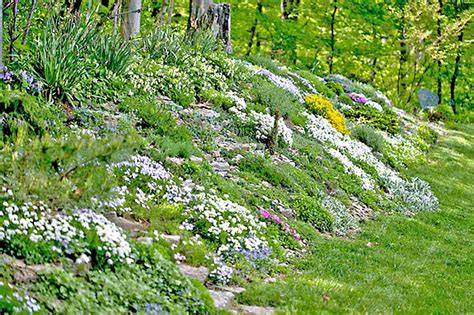 Ground Cover Plants For Hillside Gardens - Gardening … - raincitystudios.com