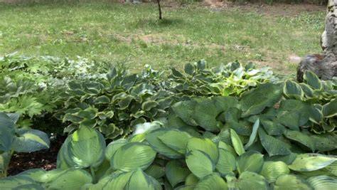 Groundcover for Shade: 15 Plant Ideas to Consider - raincitystudios.com