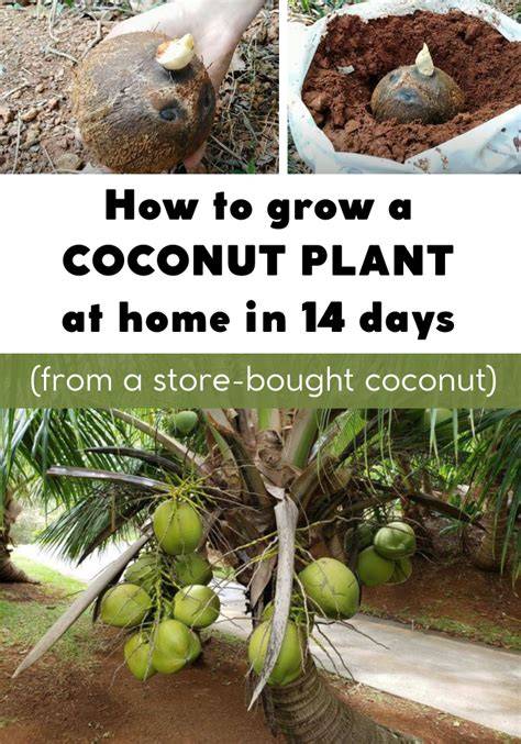 Grow A Coconut - Yates Australia - raincitystudios.com