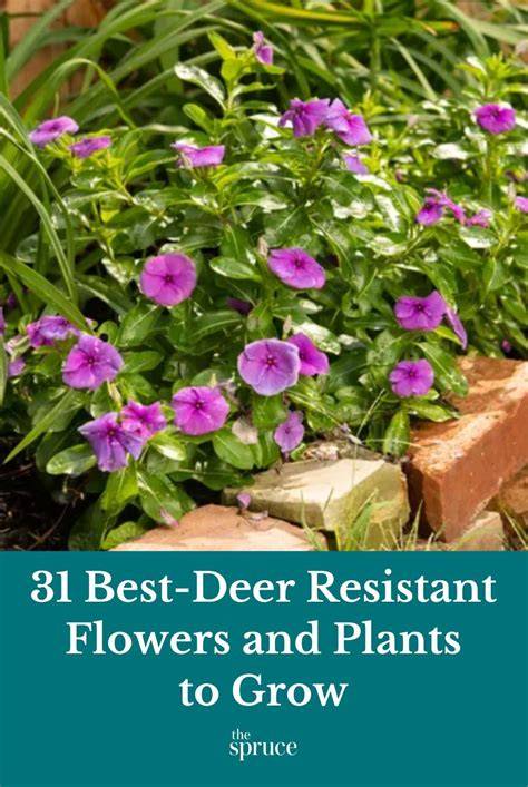 Grow a Resistant & Attractive Ironwood Tree - Hardy - raincitystudios.com