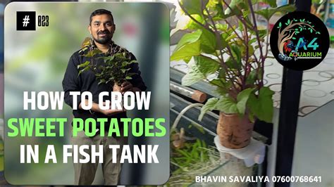 Grow a sweet potato in your fish tank—the perfect romantic match ... - balustradellc