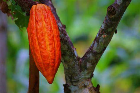 Grow Cacao with Ease: A Step-by-Step Guide - Plant … - raincitystudios.com
