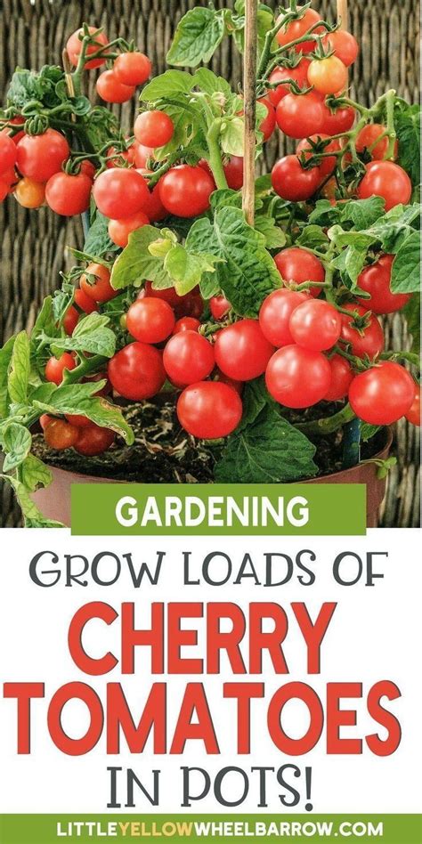 Grow Cherry Tomatoes Indoors All Year Round - balustradellc