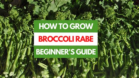 Grow Delicious Broccoli Rabe From Seed - Fine Gardening - balustradellc