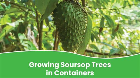 Grow Delicious Soursop in Your Garden Year-Round - balustradellc