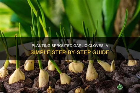 Grow Garlic from Cloves: A Step-by-Step Guide - Plant … - balustradellc