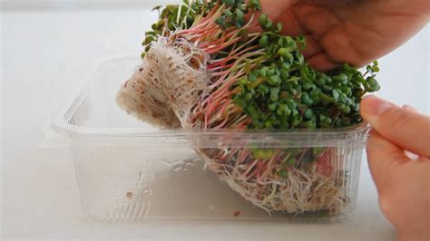 Grow Microgreens Indoors: The Ultimate Guide for … - balustradellc