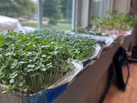 Grow Microgreens Indoors - A Step-by-step Guide - balustradellc