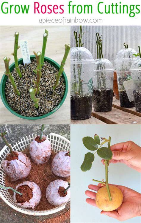 Grow More Roses From Cuttings With This … - raincitystudios.com