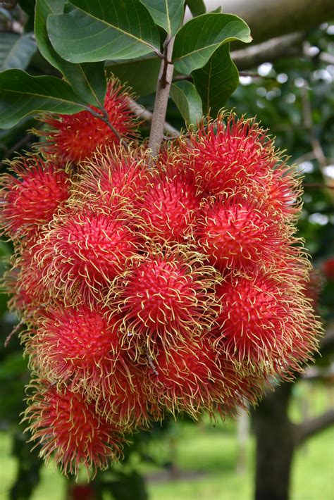 Grow Rambutan Trees: Tropical Fruit Guide & Care Tips - raincitystudios.com