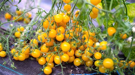 Grow tomato plants faster with this powerful liquid gold - balustradellc