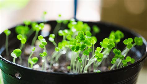 Grow Watercress Indoors | BBB Seed - balustradellc