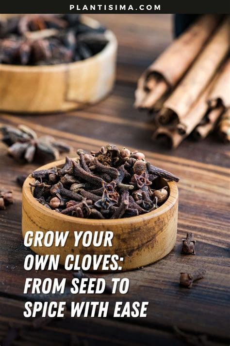Grow Your Own Cloves: From Seed to Spice with Ease - balustradellc