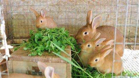 Grow Your Own Rabbit Food - Grit - raincitystudios.com