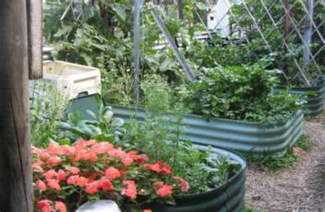 Grow your own taste of the tropics. This 400-seed ... - balustradellc