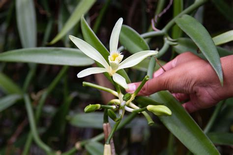 Grow your own Vanilla Bean Orchid - 100 years for vanilla? - balustradellc