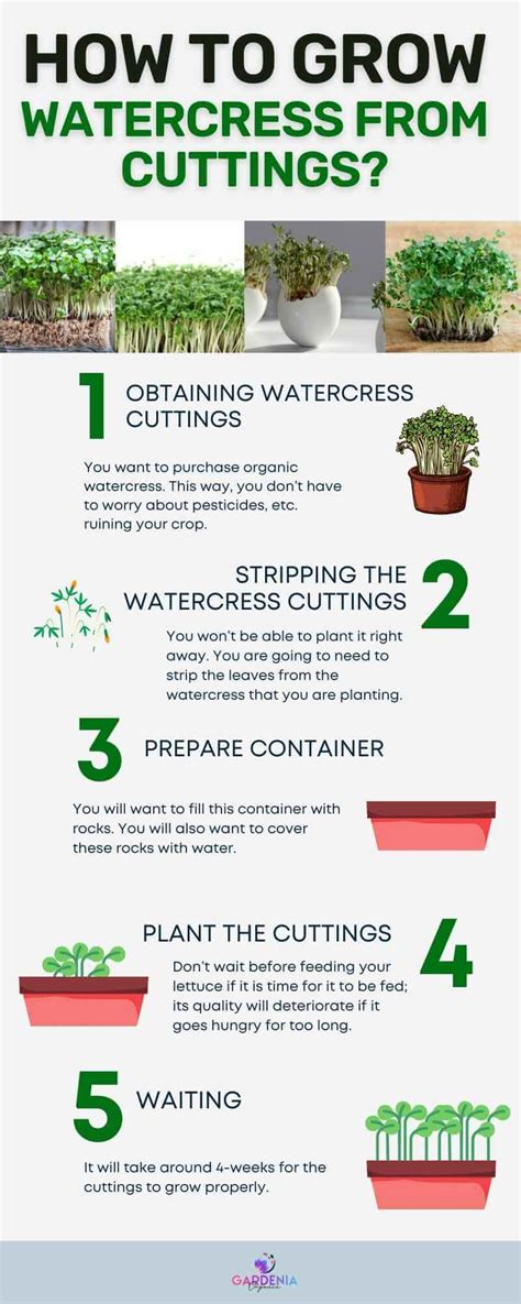 Grower Guide for Watercress Without Soil - Gardenia Organic - balustradellc