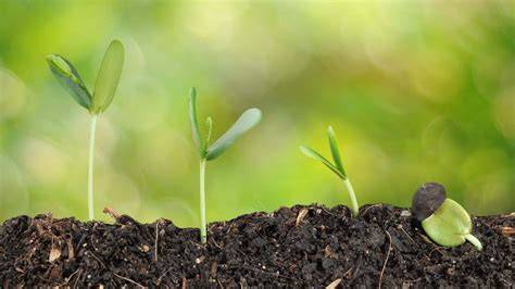 GROWING | English meaning - Cambridge Dictionary - raincitystudios.com