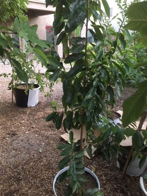Growing a Soursop Tree in Hot, Dry Climates - Garden … - balustradellc