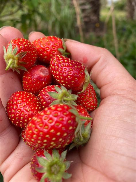 Growing and Caring for Organic Strawberries - Modern … - balustradellc