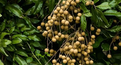 Growing and Irrigating Longan: An Economically Efficient ... - DripPro - raincitystudios.com