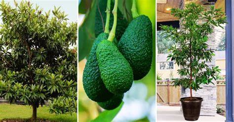 Growing Avocado in Florida - UF/IFAS Extension St. … - raincitystudios.com