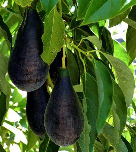 Growing Avocados: Persea americana - raincitystudios.com