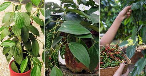 Growing Black Pepper At Home: Essential Tips To … - balustradellc