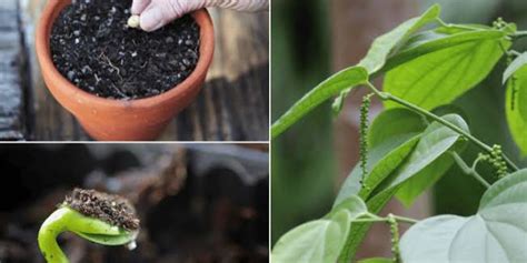 Growing Black Pepper at Home: The Ultimate Guide to … - balustradellc