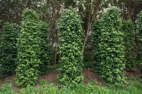 Growing Black Pepper - HerbaZest - balustradellc