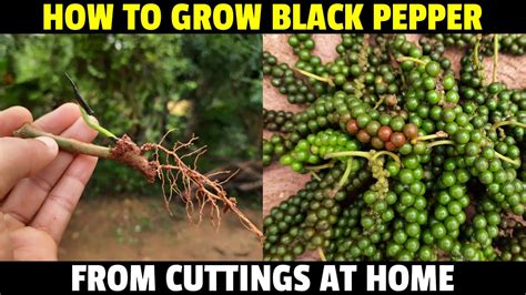Growing Black Pepper from Cuttings, Seed (Kali Mirch) - balustradellc