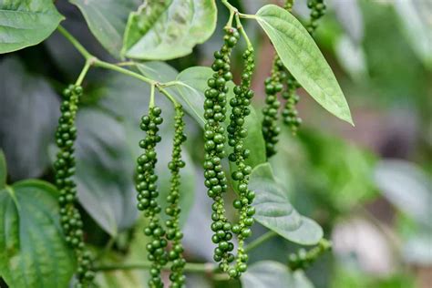 Growing Black Peppercorn at Home: How to Successfully Plant and Grow ... - balustradellc