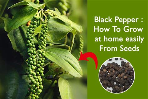 Growing Black Peppercorn - From Sowing to Harvesting - balustradellc