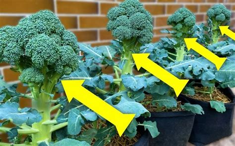 Growing Broccoli In Pots - balustradellc