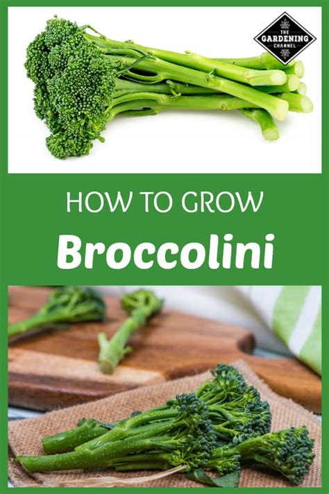 Growing Broccolini - balustradellc