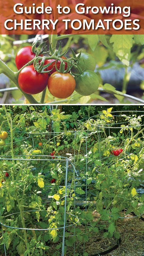 Growing Cherry Tomatoes at Home: A Complete Guide - balustradellc
