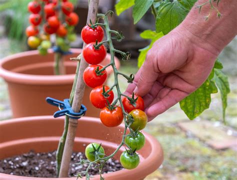 Growing Cherry Tomatoes From Planting To Harvest - balustradellc