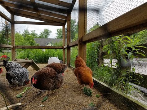 Growing Chickens For Eggs: A Comprehensive Guide - balustradellc