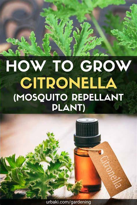 Growing Citronella (Mosquito Plant) - Bonnie Plants - raincitystudios.com