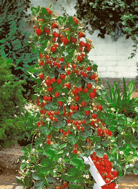 Growing climbing strawberry plants - Plantura - raincitystudios.com