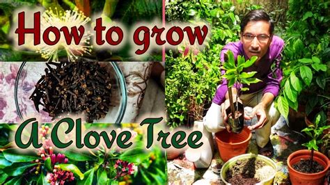 Growing Clove Tree at home is Very Very Easy | How to grow clove tree ... - balustradellc