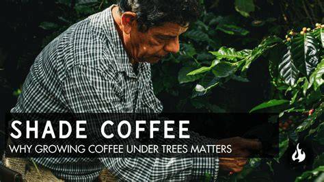 Growing Coffee in the Shade - raincitystudios.com
